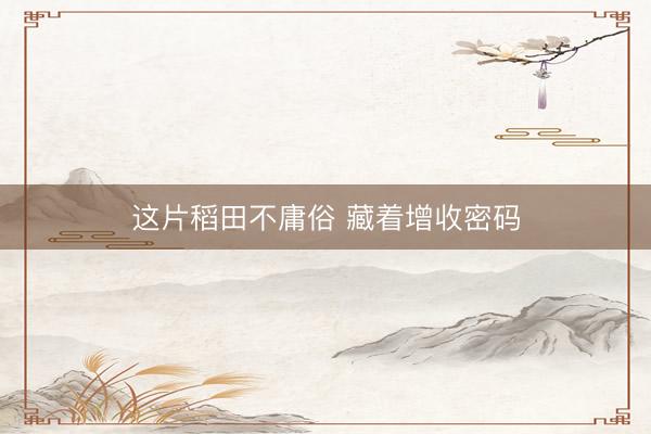 这片稻田不庸俗 藏着增收密码
